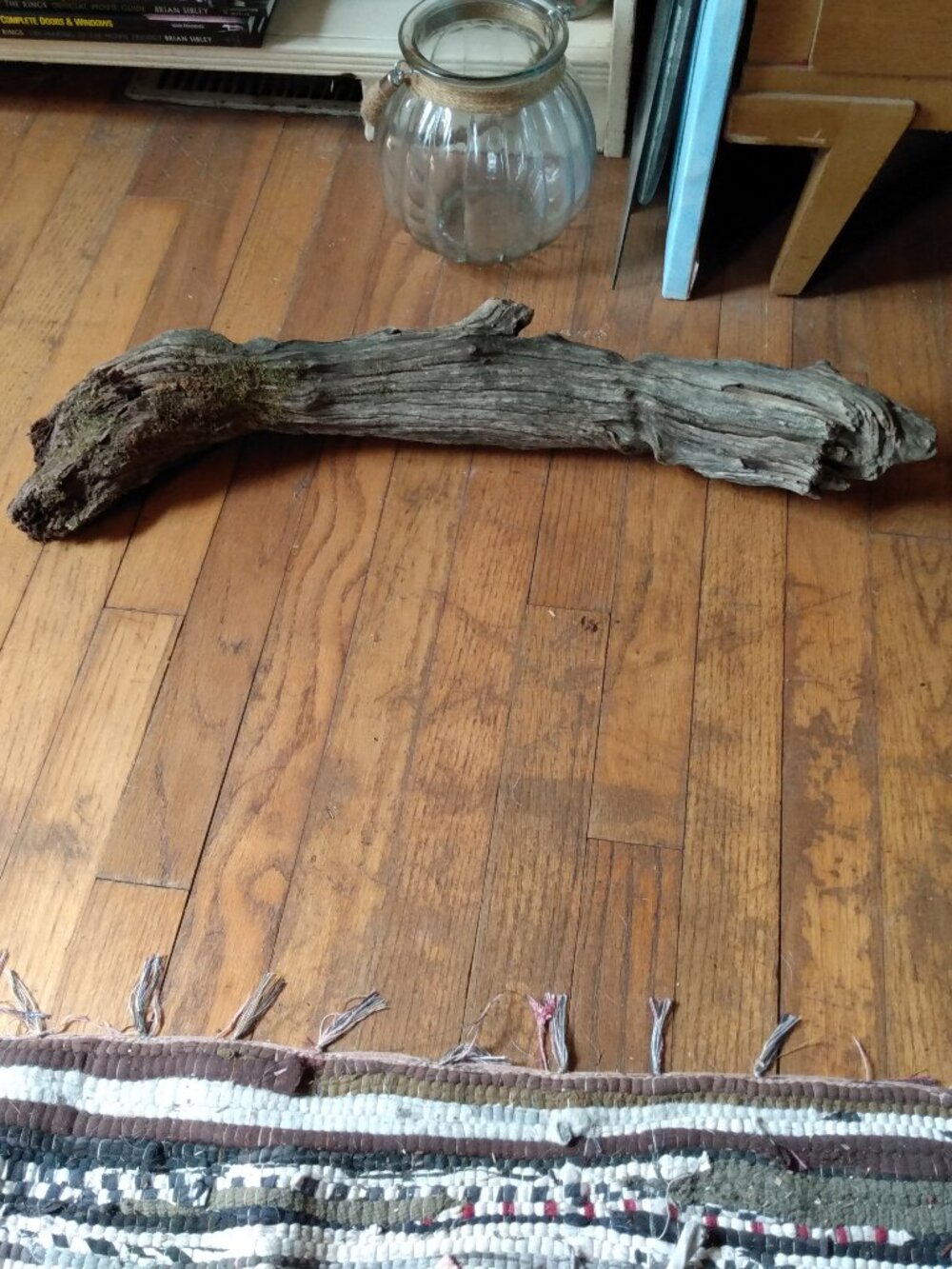 Real Aged Driftwood Garden Reptile Taxidermy Rustic Old Wood Accent
